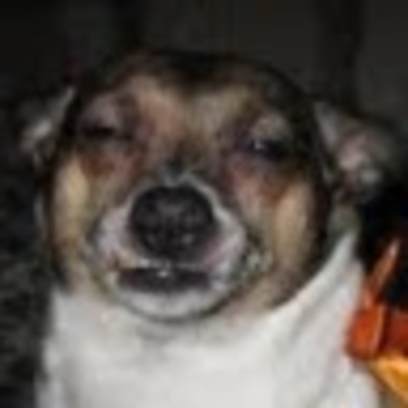 Meet your Posher, Mia - Picture 1 of 1